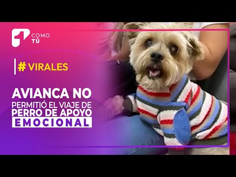 Avianca no permitió el viaje de un perro de apoyo emocional  | Canal 1