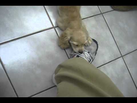 Our new puppy Carleigh