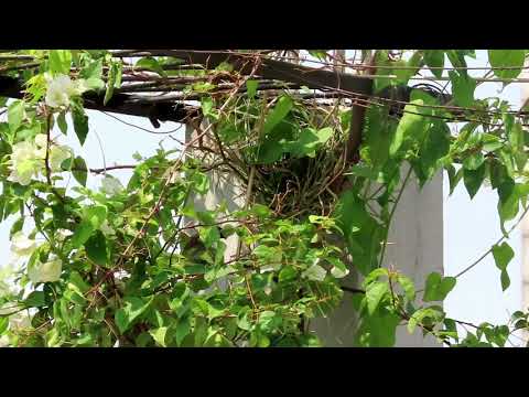 Munia pair nesting to lay eggs on rooftop bougainvillea