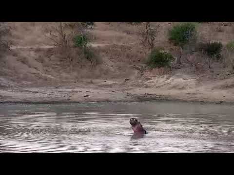 Djuma: Sights and sounds - 17:22 - 08/06/21