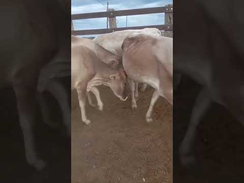 25 Novilhas Pardo Suíço: 3.200 reais cada em São José do Seridó/ RN. Whatsapp 84 99810 2784*#gado