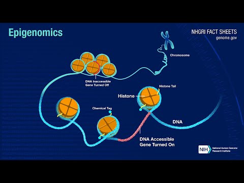 Single Molecule Sequencing: Epigenomics