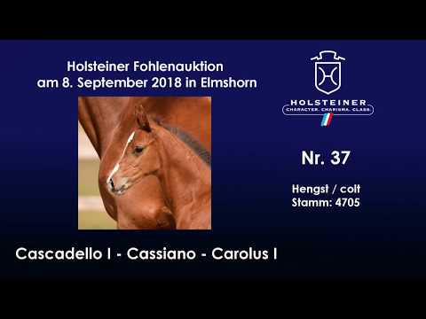 Holsteiner Fohlenauktion | Nr. 37 v. Cascadello I - Cassiano