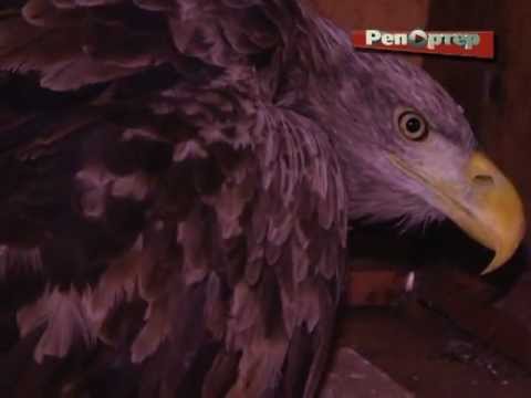 Сызранский охотник спас редкую краснокнижную птицу (видео)