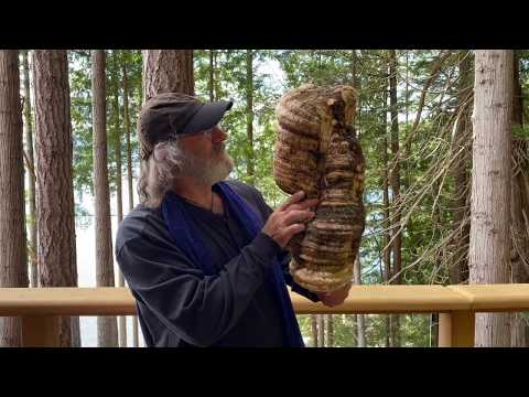 Strain #65 of Agarikon in culture