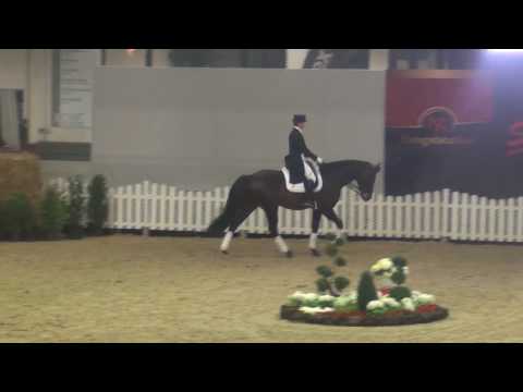 FEU D'OR & Kira Wulferding - Hengstschau Münster-Handorf 2017