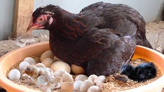 Amazing BORN  MURGI  Hatching  Eggs in chaff to Ch