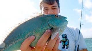 Defeated by the Parrots - ft. Paul Cuffaro