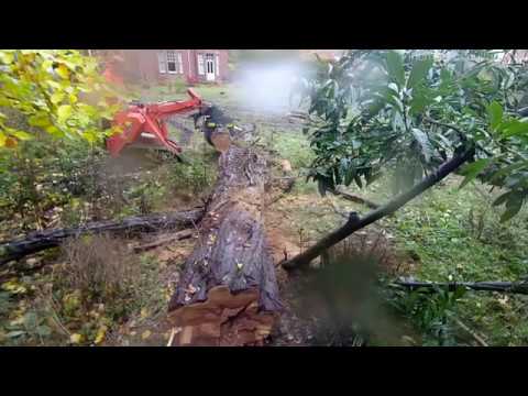 Felling Fun - removal of three large trees