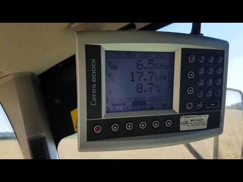 Oil seed rape (SY CASSIDY) Starše Slovenija