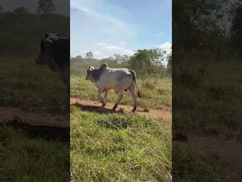 Boiada no TIP - Varjão de Minas MG