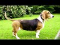 Basset Artesiano de Normandia - Basset artesiano de Normandía - Raza de Perro