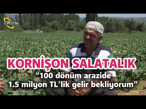 , title : '100 Dönüm Arazide 1,5 milyon TL Kazandıran Kornişon Salatalığı! - Maksat Üretmek'