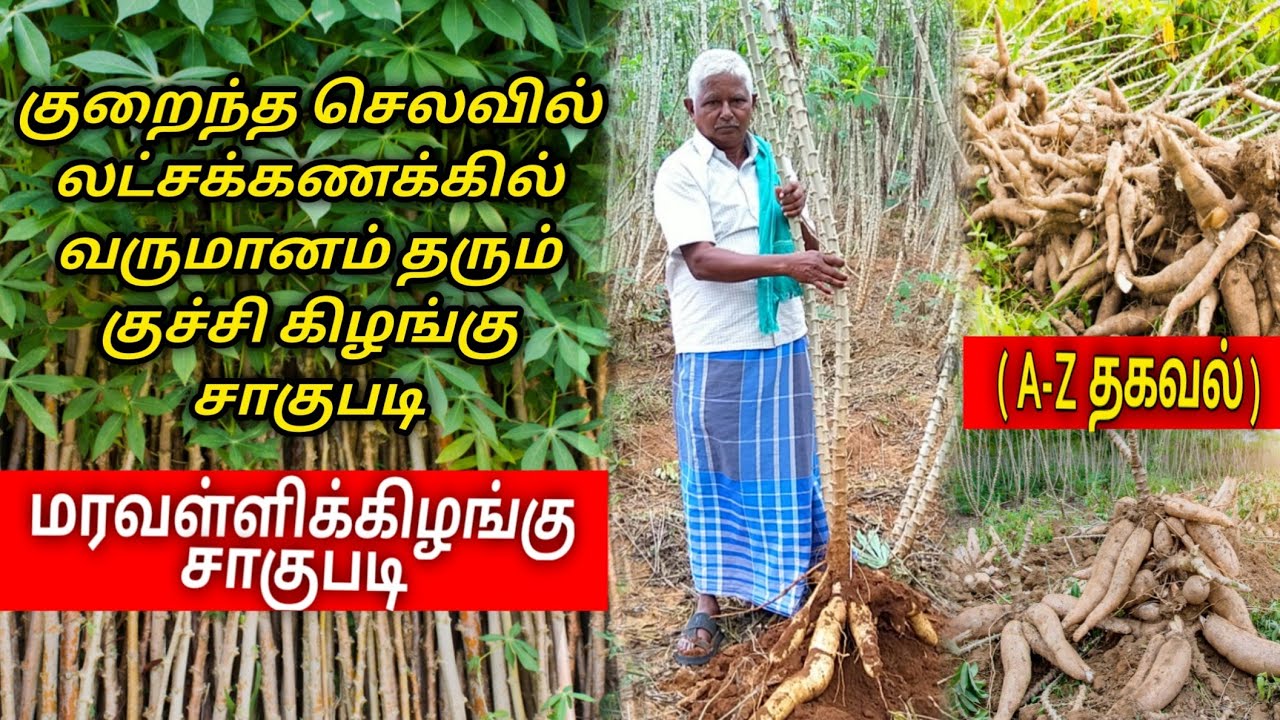 (அதிக லாபம்) maravalli kilangu sagupadi in tamil | Manihot esculenta |Tapioca | cassava cultivation