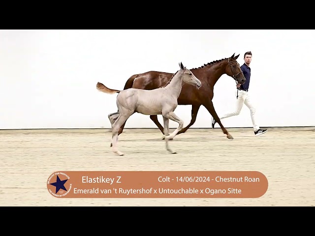 Full-brother Elastikey Z of this frozen embryo was auction Highlight in 2024.