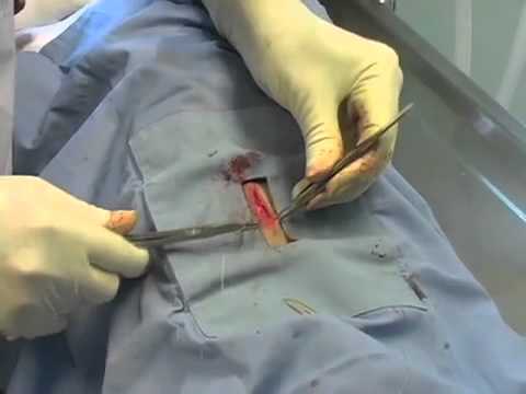 7 Umbilical Hernia Repair   Dog