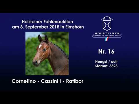 Holsteiner Fohlenauktion | Nr. 16 v. Cornetino - Cassini I
