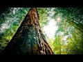 Bonobo - Intro + Days To Come Featuring Bajka [HD]