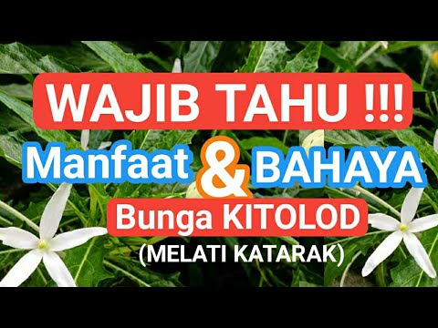 , title : 'Mengungkap Khasiat Dan BAHAYA Bunga Kitolod'
