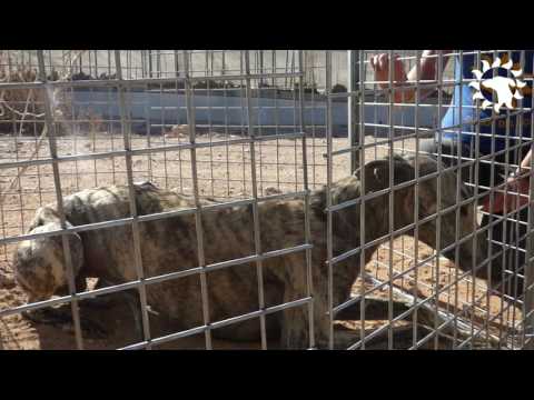 Dramatic Rescue of Abandoned Galgo