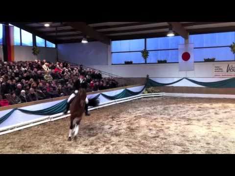 Herbstkönig (Trakehner, ex His Time)