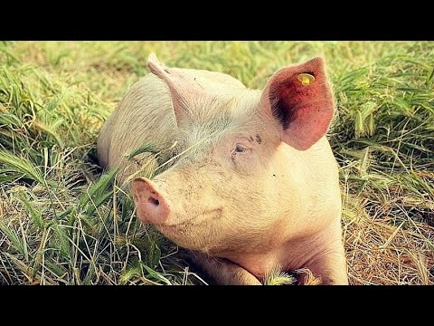 WIR UND DAS TIER - EIN SCHLACHTHAUSMELODRAM | Trailer deutsch german [HD]