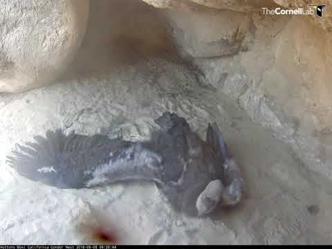 Why It's Special To Watch A Wild Condor Chick – Aug. 8, 2018