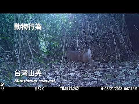 107年花蓮林管處大農大富平森園區自動相機影片