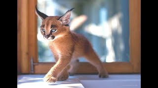 Cutest Baby Caracal Compilation!