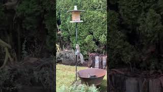 Squirrel vs. Greased Pole 🐿️🤣 | The Ultimate Bird Feeder Battle