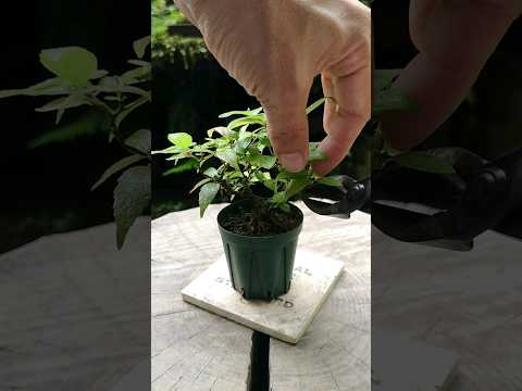 盆栽の手入れ方法