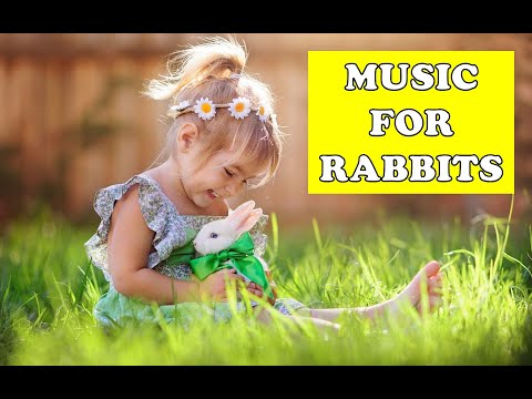 Fun Music for Rabbit! Energize and Give Fun to your Love Rabbit