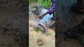 catfish #fishing #hunting #fisherman