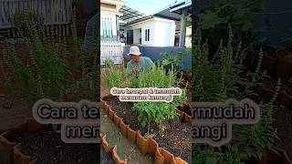 Download lagu Cara tercepat dan termudah menanam kemangi mp3