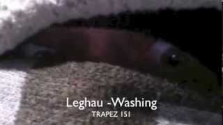 Leghau - Washing (Trapez 151)
