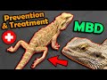 Metabolic Bone Disease in Bearded Dragons