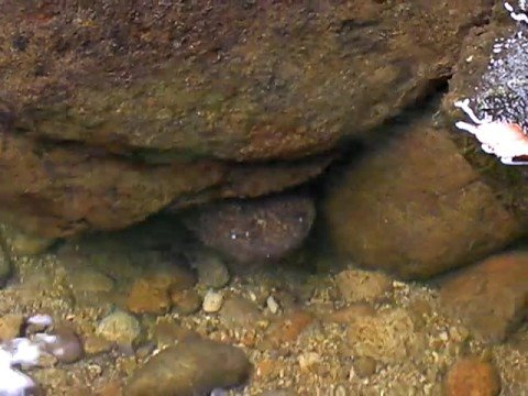 Andrias japonicus — japonský obrovský mlok