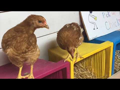 50+ Surprising Nesting Box Ideas