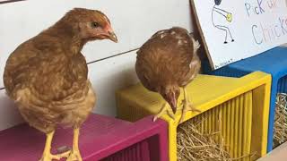 50+ Surprising Nesting Box Ideas