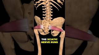 What&#39;s Really Causing Your Butt and Leg Pain   The Shocking Truth
