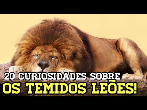 LEÕES! Algumas curiosidades sobre estes animais que surpreendem. #leões