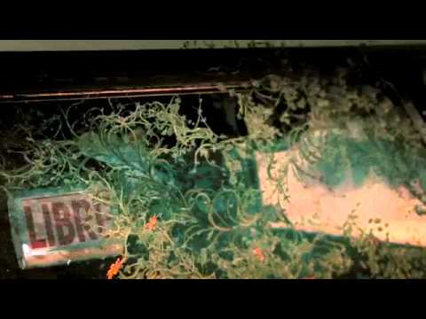 Videoclip oficial Reverdeciendo Lengualerta   Dirigido por Gran OM 360p