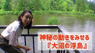 ミステリー！暑さを避け、雨宿りもする島「大沼の浮島」