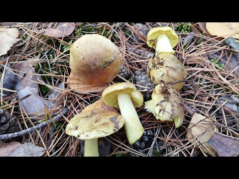 Jak rozpoznawać i zbierać nowe gatunki grzybów? Gąska zielonka - wspaniały grzyb późnej jesieni.