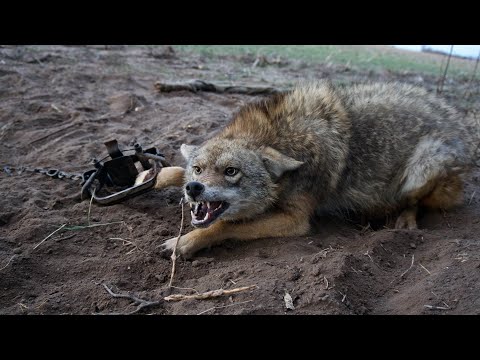 How toTRAP Coyotes! (Location and Setting Tips)