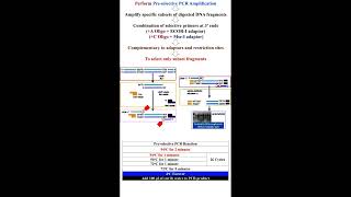 Pre-selective PCR Amplification of AFLP Marker #geneticteacher