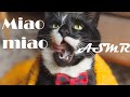 Distracted Tuxedo Cat Eating Chicken Wet Food ASMR Relaxing