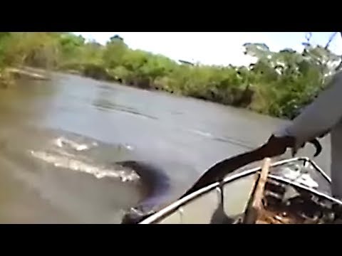 7 größte Schlangen, die auf Kamera festgehalten wurden!