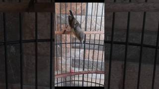 Download lagu KONIN TROTOL GACOR NGOBRA ! KONIN GACOR 170824 #konin mp3 Download lagu KONIN TROTOL GACOR NGOBRA ! KONIN GACOR 170824 #konin mp3