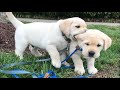 10 Minutes Of The World S CUTEST Puppies ️